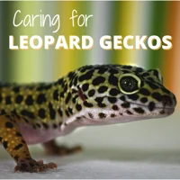 Gecko in your House