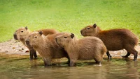 Gang of Capybaras