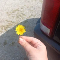 Daisy the Dandelion