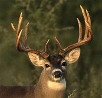 Mule Deer Buck