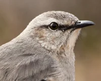 Chilean Mockingbird
