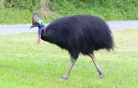 Cassowary bird