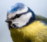 Eurasian Blue Tit