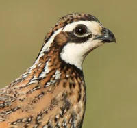 Northern Bobwhite
