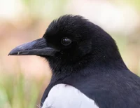 Eurasian Magpie