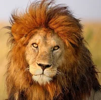 Friendly lion