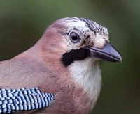 Eurasian Jay 