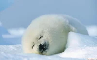harp seal pup 