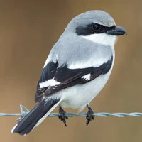 Shrike