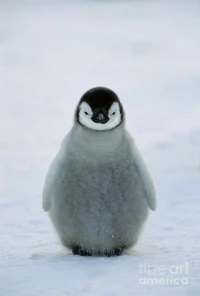 Penguin chick