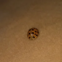 Sydney the Ladybug