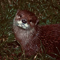 otterz07