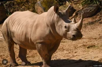 Southern White Rhino