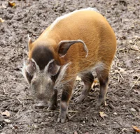 Red river hog