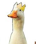 King duck