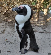 African penguin