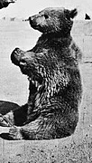 Wojtek bear