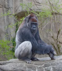 Western lowland gori