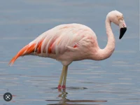 Chilean flamingo