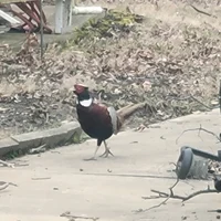 Pheasant