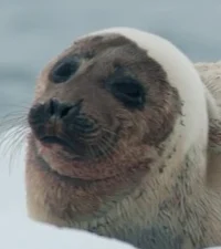 Seal Simulator