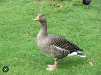 Goose