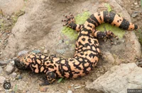 Gila monster