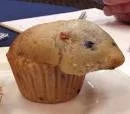Rat In a muffin