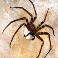 Giant Huntman Spider