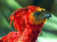 Fawkes the Phoenix