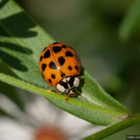 Ladybug