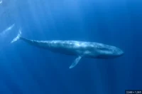Blue Whale