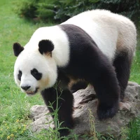 Cruz Panda