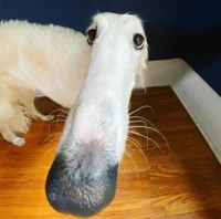 Borzoi dog