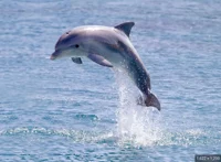 Dolphin