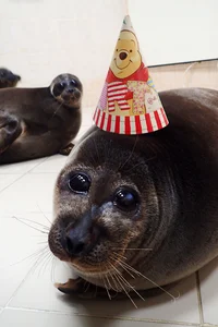 Birthday Seal Art