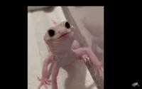 Baby gecko 