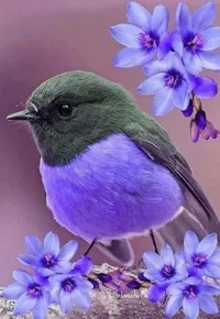 Bird roleplay