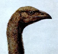 Moa 