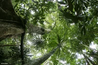 PlinkRainforest