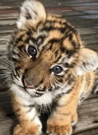 Baby tiger