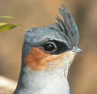 Crested Treeswift