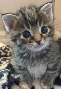 Baby kitten