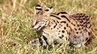 Leptailurus serval