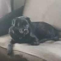 Bellathedog_alt