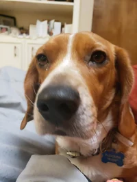Beaglebot 