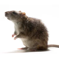 Rat