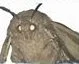 Moth