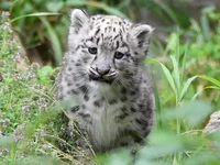 Leopard cub