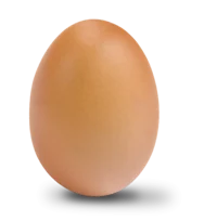 egg